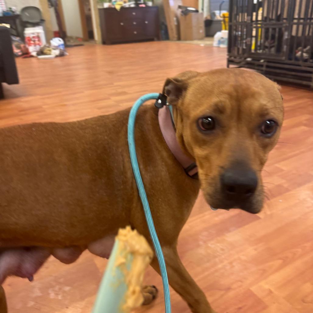 Bella, Adoptable, Young Female Mixed Breed.