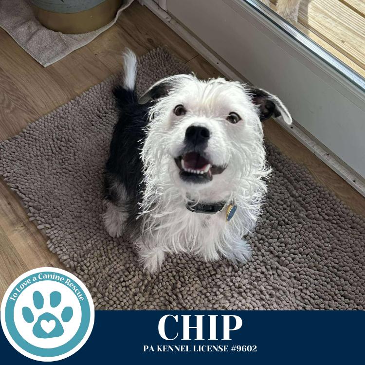 Chip 060725, Adoptable, Adult Male Boston Terrier & Mixed Breed.