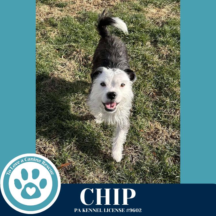 Enlarge Chip 060725, a Adoptable mixed breed in Kimberton, PA image 2/6