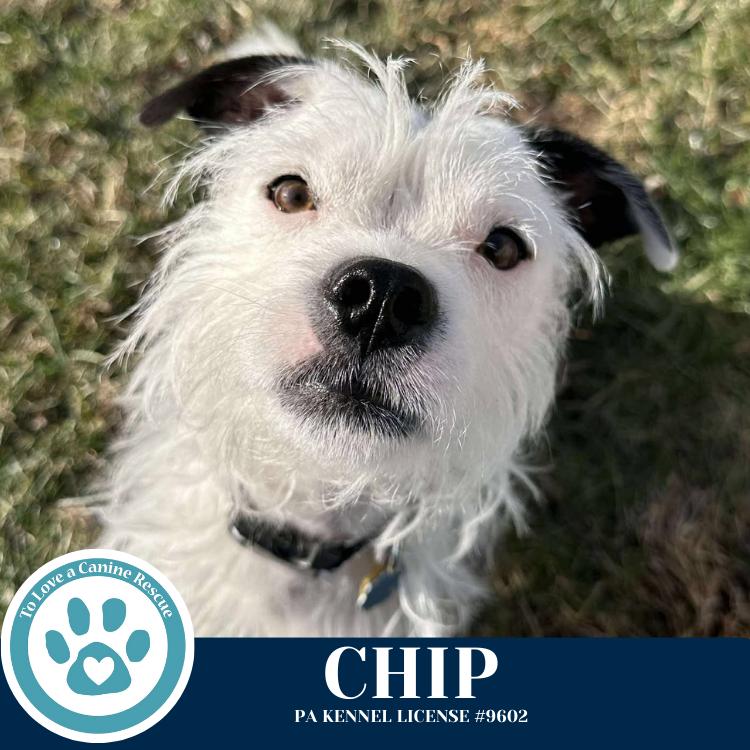 Enlarge Chip 060725, a Adoptable mixed breed in Kimberton, PA image 3/6