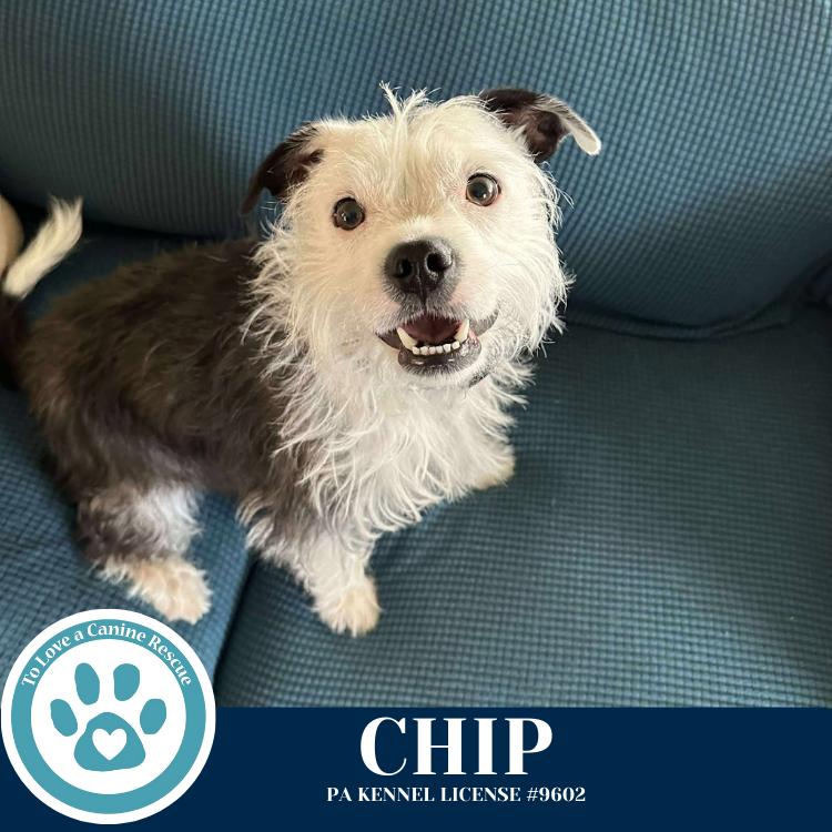 Enlarge Chip 060725, a Adoptable mixed breed in Kimberton, PA image 4/6