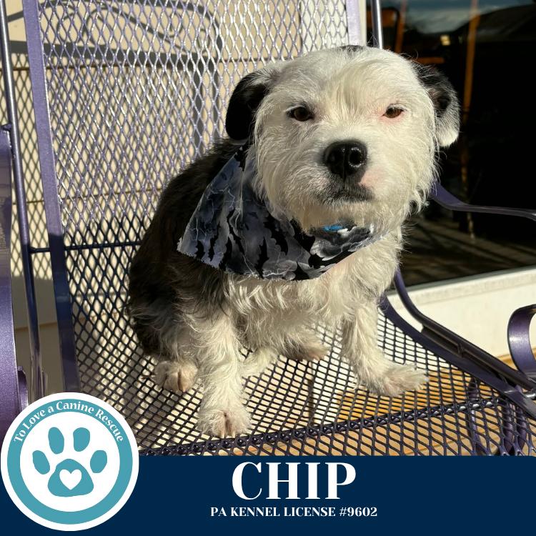 Enlarge Chip 060725, a Adoptable mixed breed in Kimberton, PA image 6/6