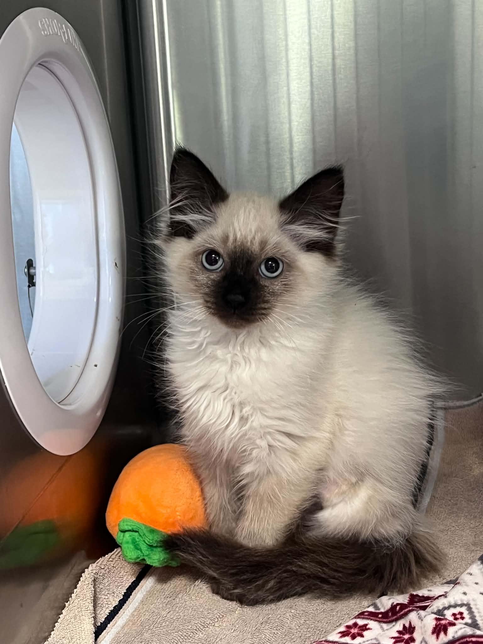 Enlarge Gina, a Adopted Domestic Medium Hair in Grants Pass, OR image 1/1