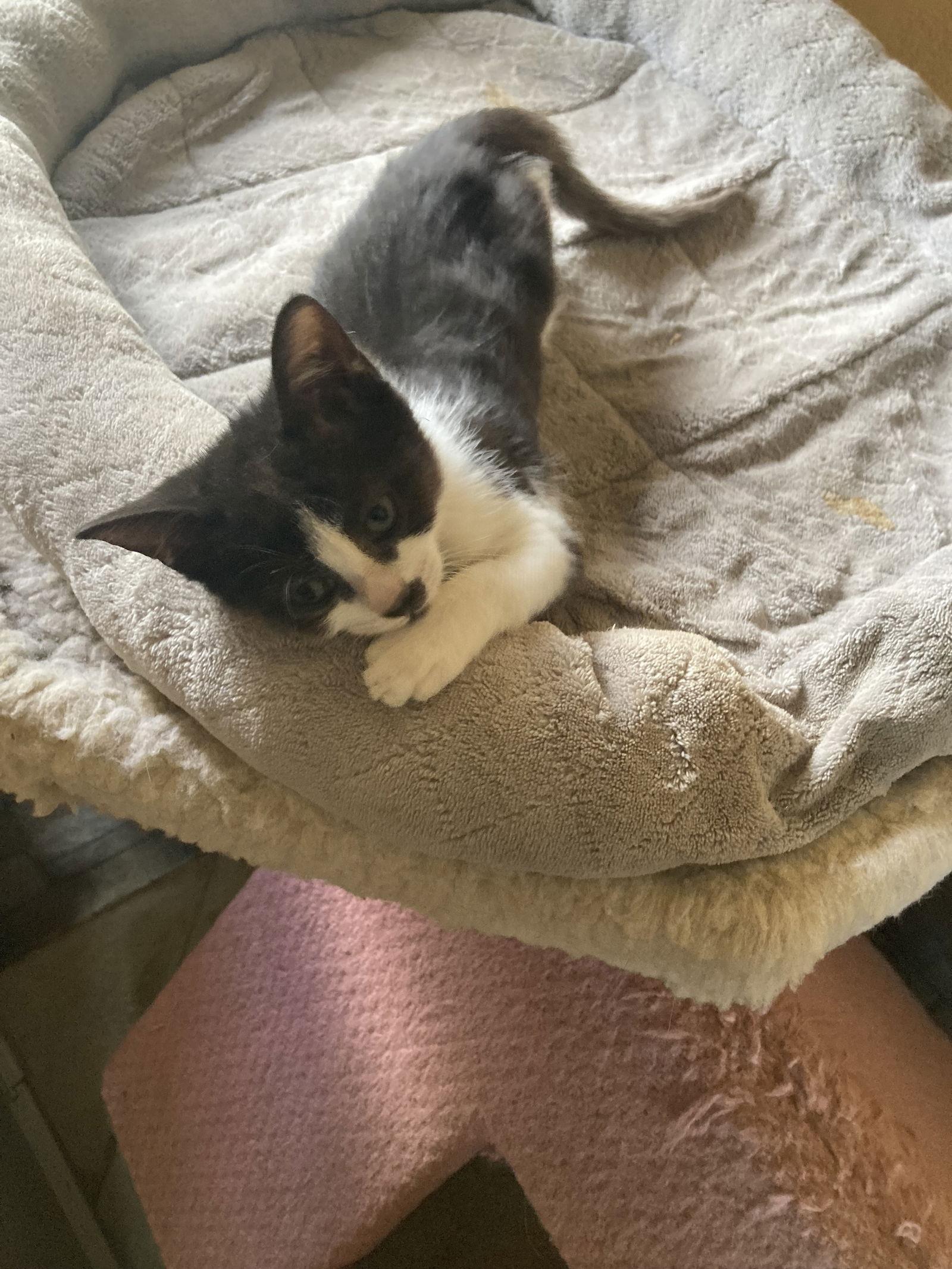 PF Chang (0135), Adoptable, Kitten Female Domestic Short Hair.