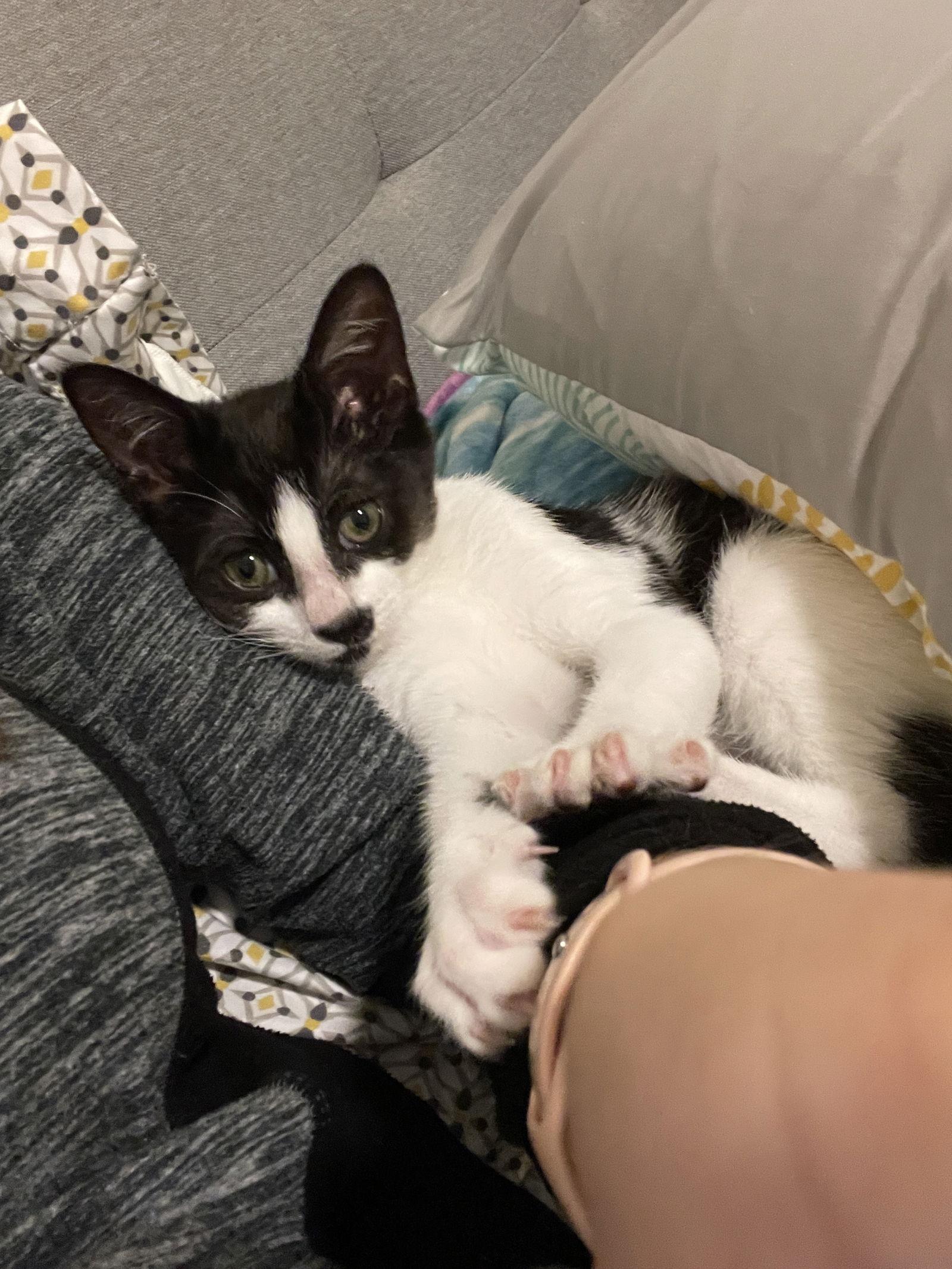 PF Chang (0135), a Adoptable Domestic Short Hair in Wesley Chapel, FL image 2/2