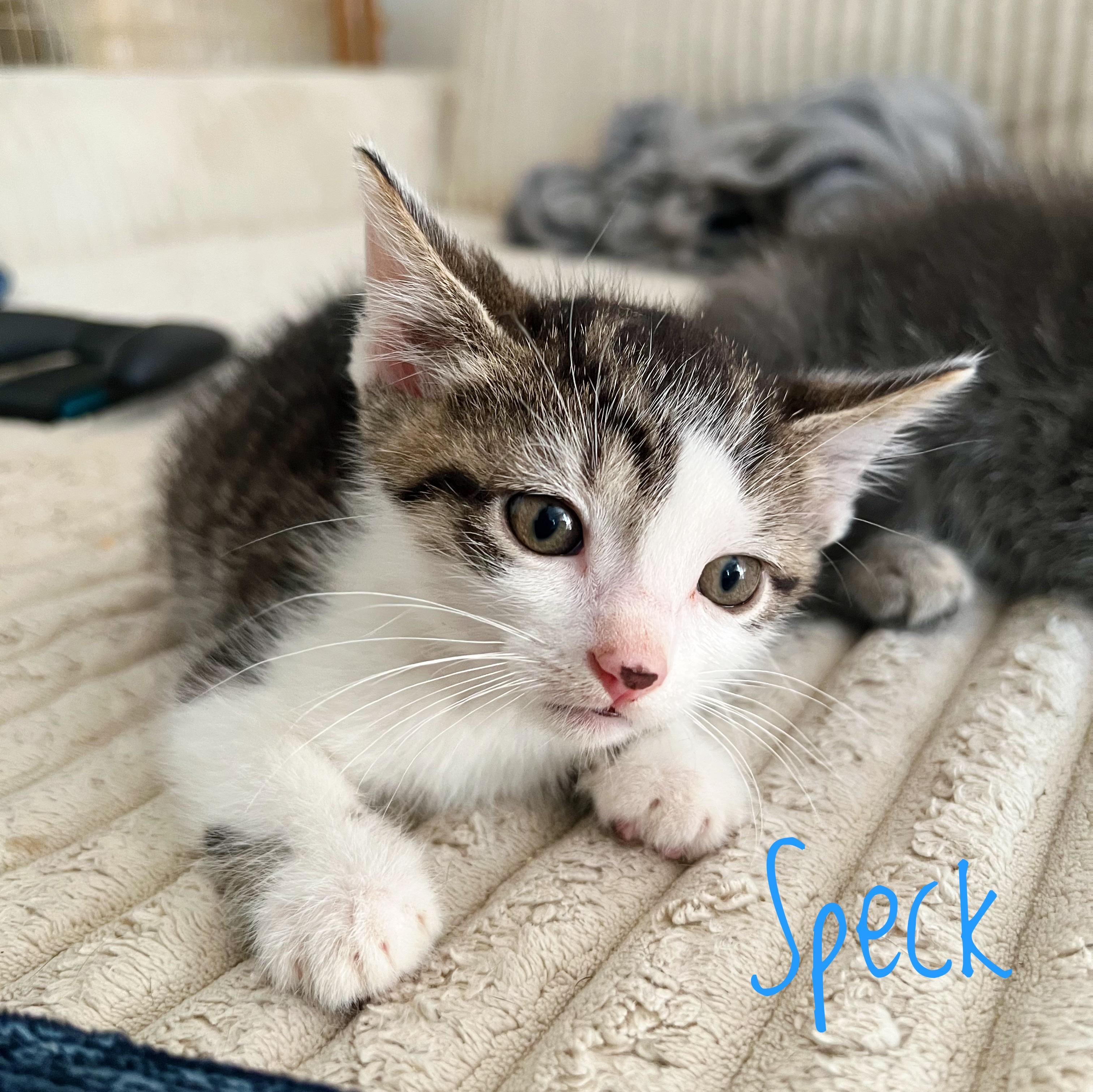 Enlarge Speck, a Adoptable Domestic Short Hair in Bethel, OH image 2/2
