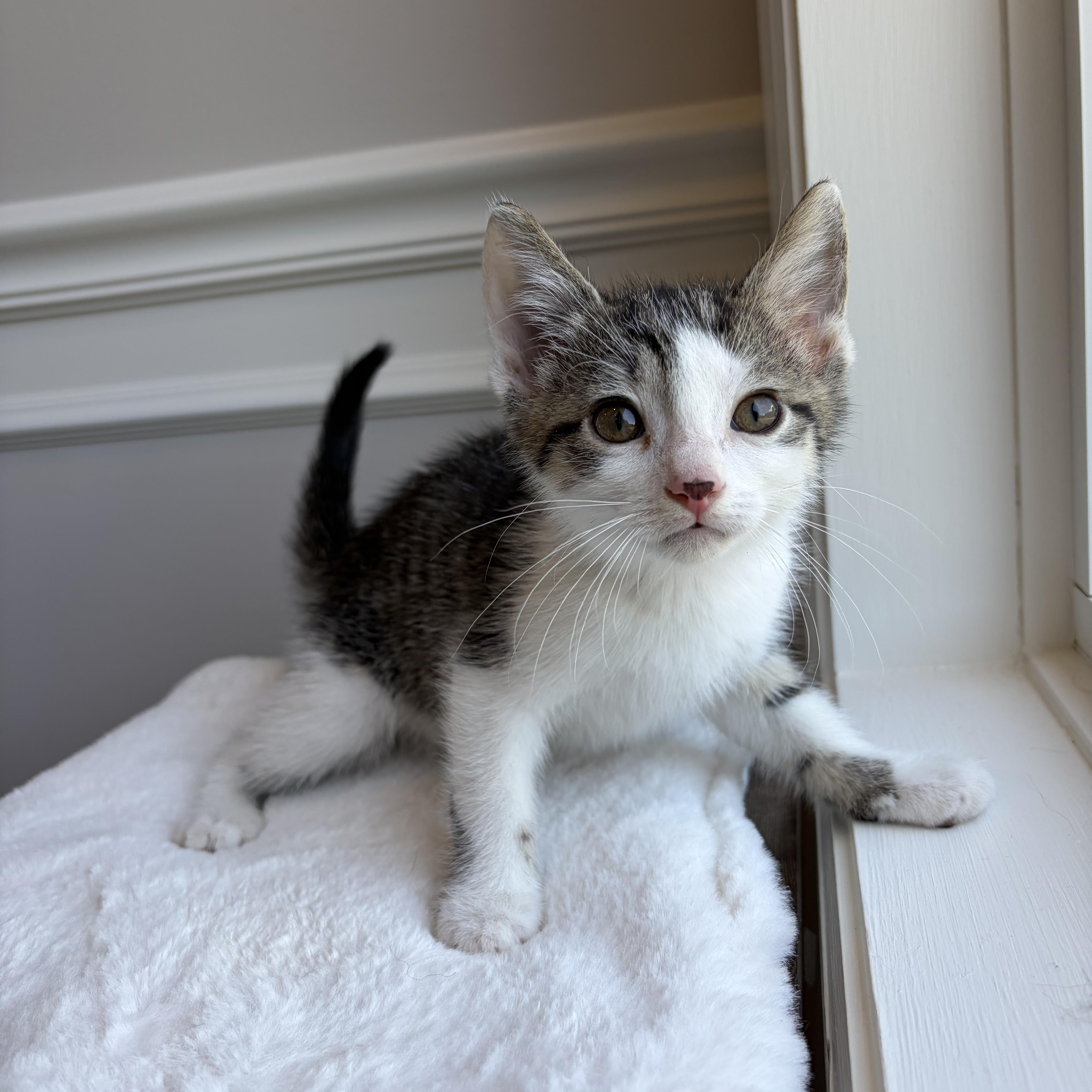Speck, Adoptable, Kitten Male Domestic Short Hair.