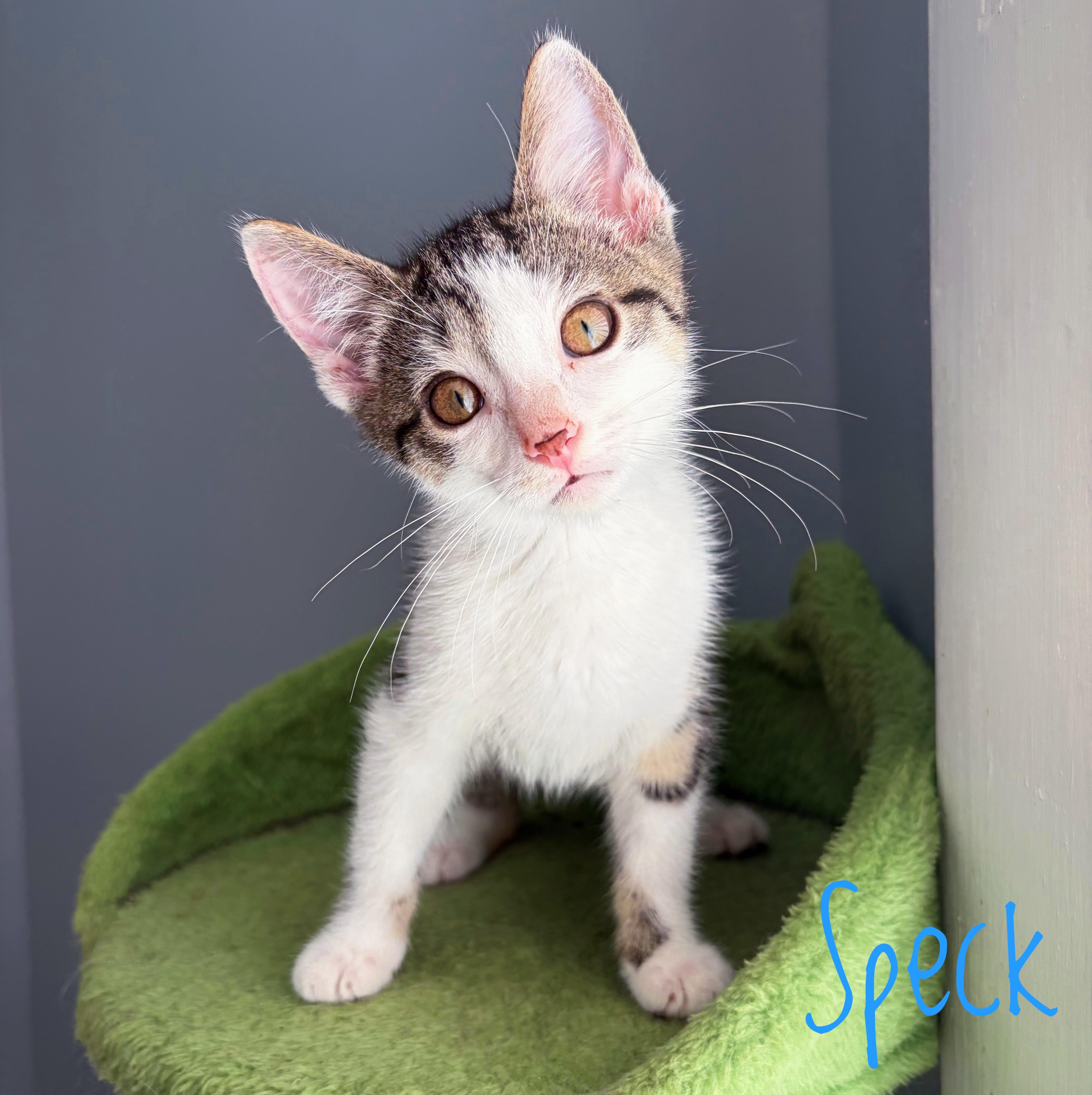 Enlarge Speck, a Adoptable Domestic Short Hair in Bethel, OH image 1/3