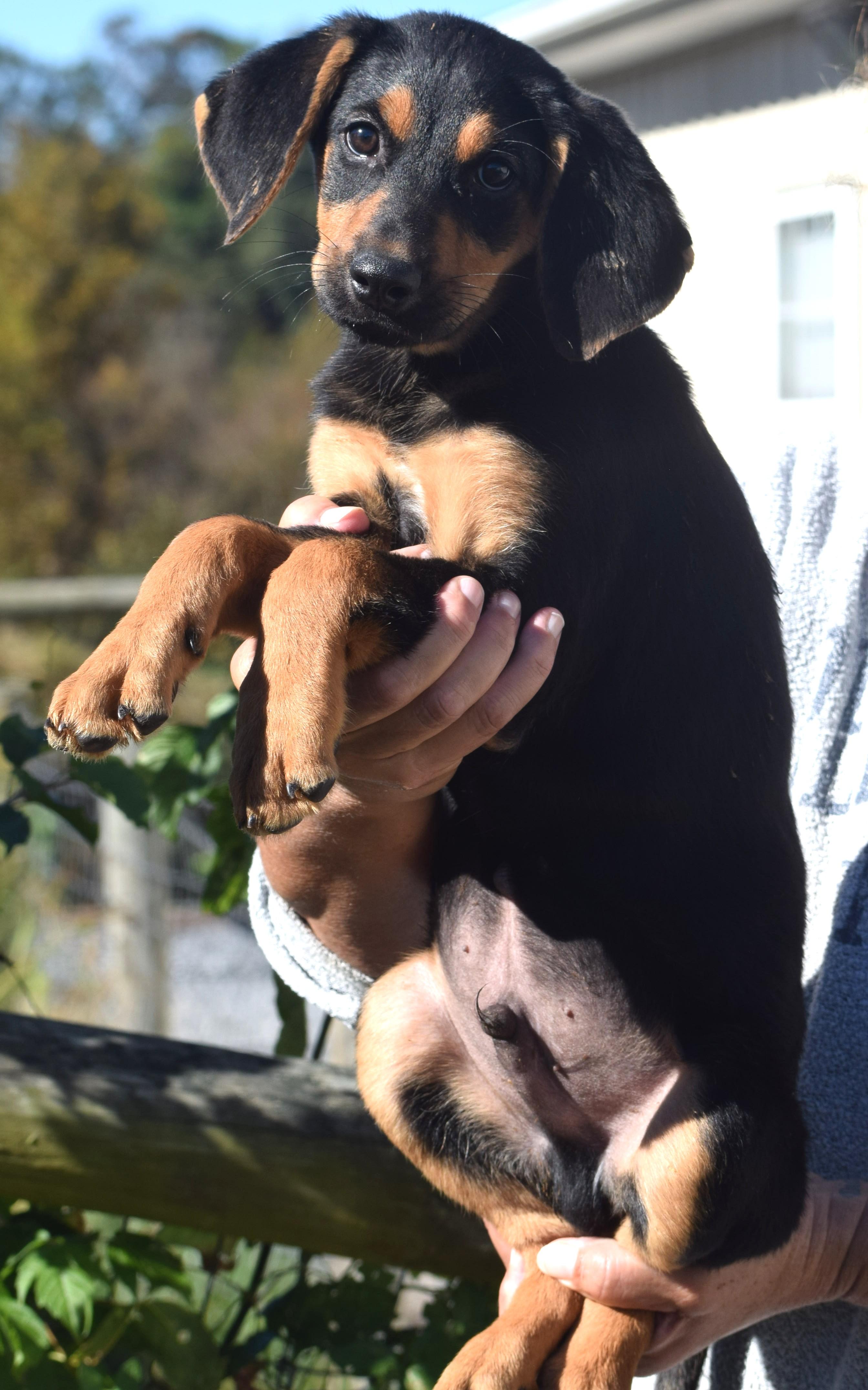 Enlarge Otto-Available www.lhar.dog to apply, a Adoptable mixed breed in Frederick, MD image 3/6