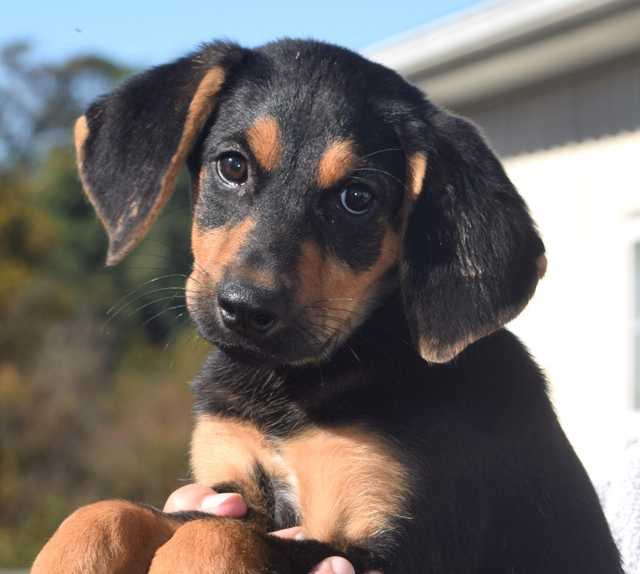 Otto-Available www.lhar.dog to apply, Adoptable, Puppy Male Black and Tan Coonhound.