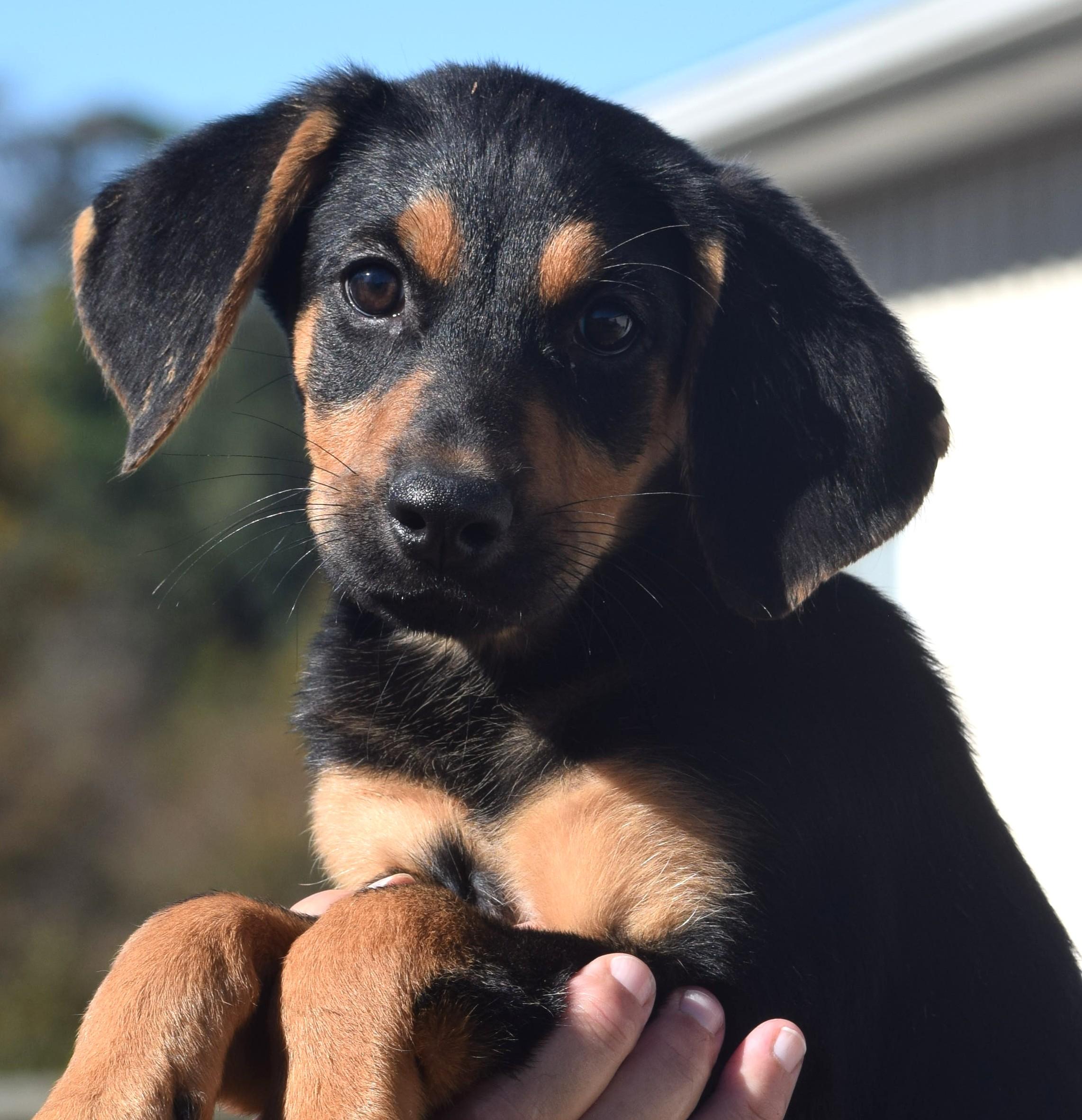 Enlarge Otto-Available www.lhar.dog to apply, a Adoptable mixed breed in Frederick, MD image 2/6