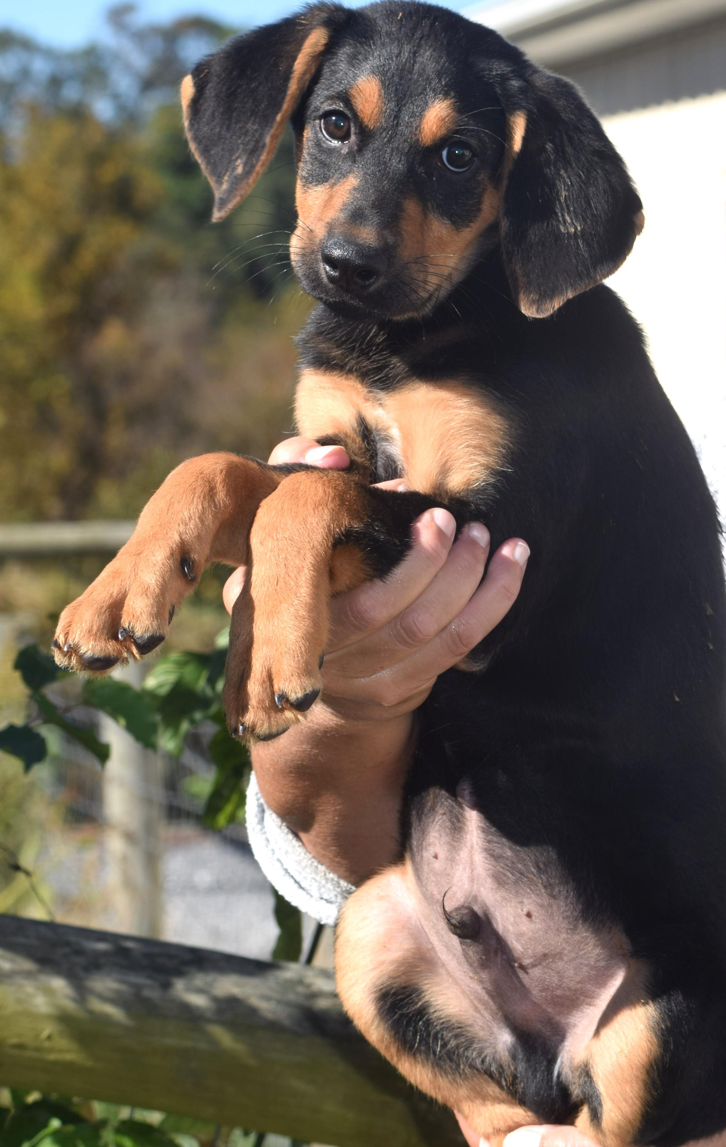 Enlarge Otto-Available www.lhar.dog to apply, a Adoptable mixed breed in Frederick, MD image 4/6