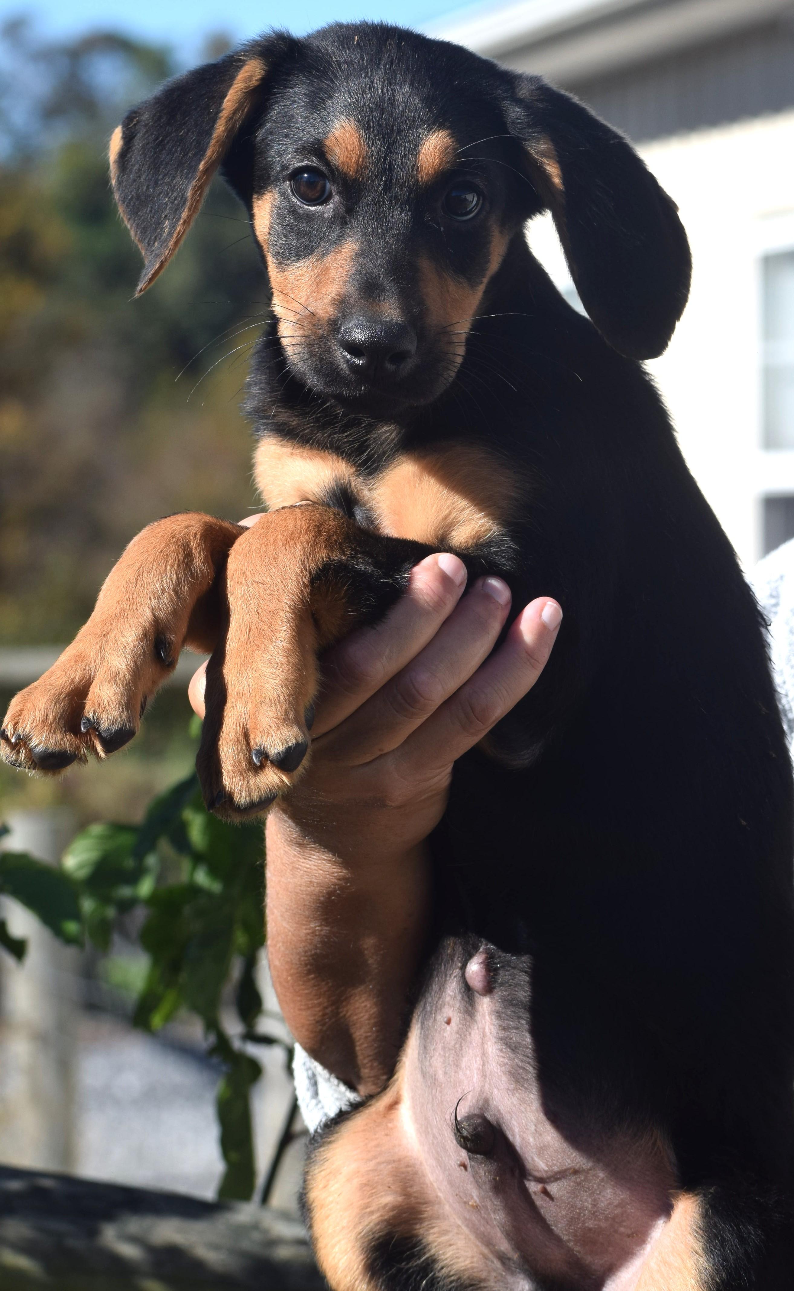 Enlarge Otto-Available www.lhar.dog to apply, a Adoptable mixed breed in Frederick, MD image 5/6