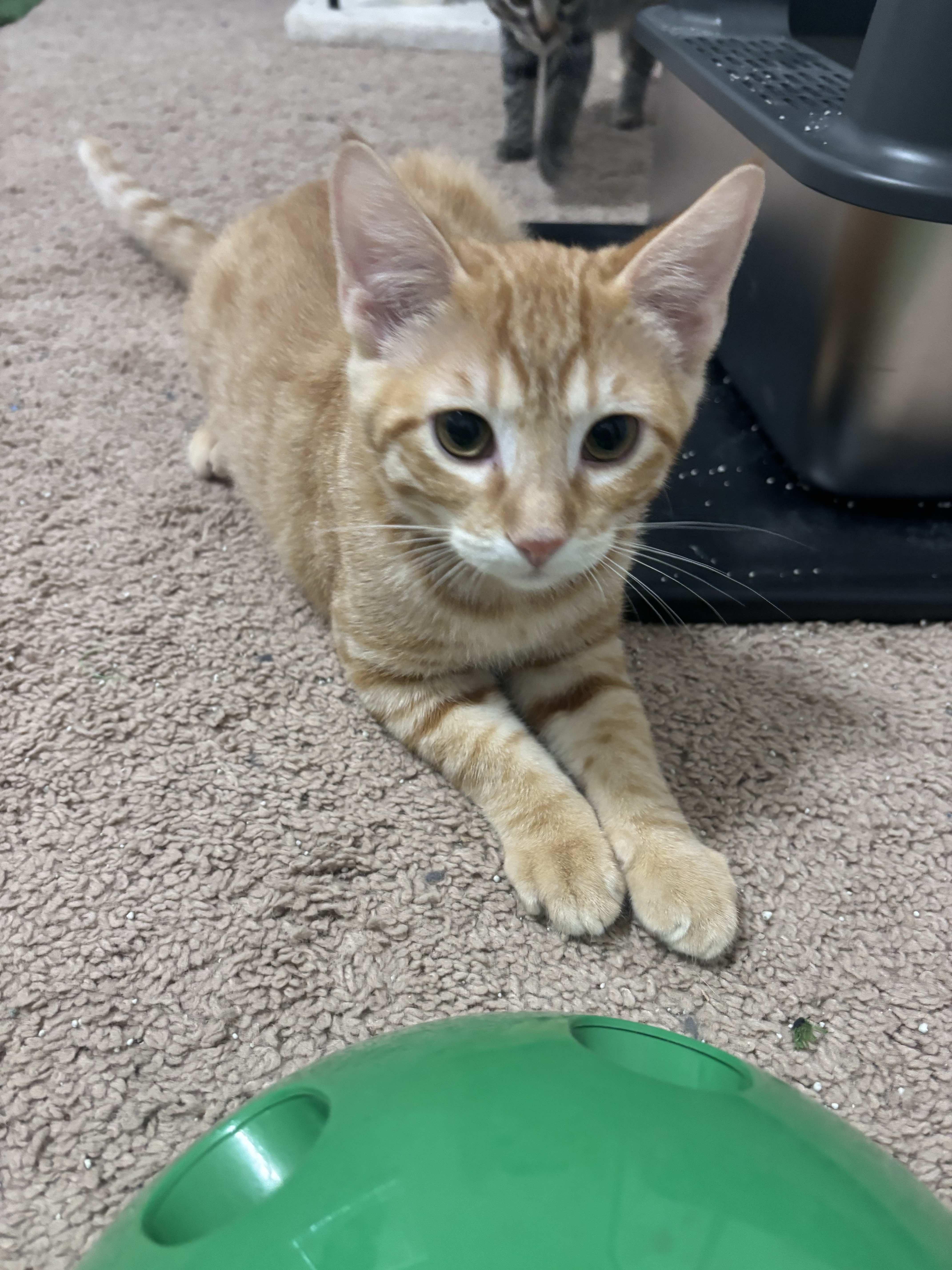 Leon (in Lubbock TX)