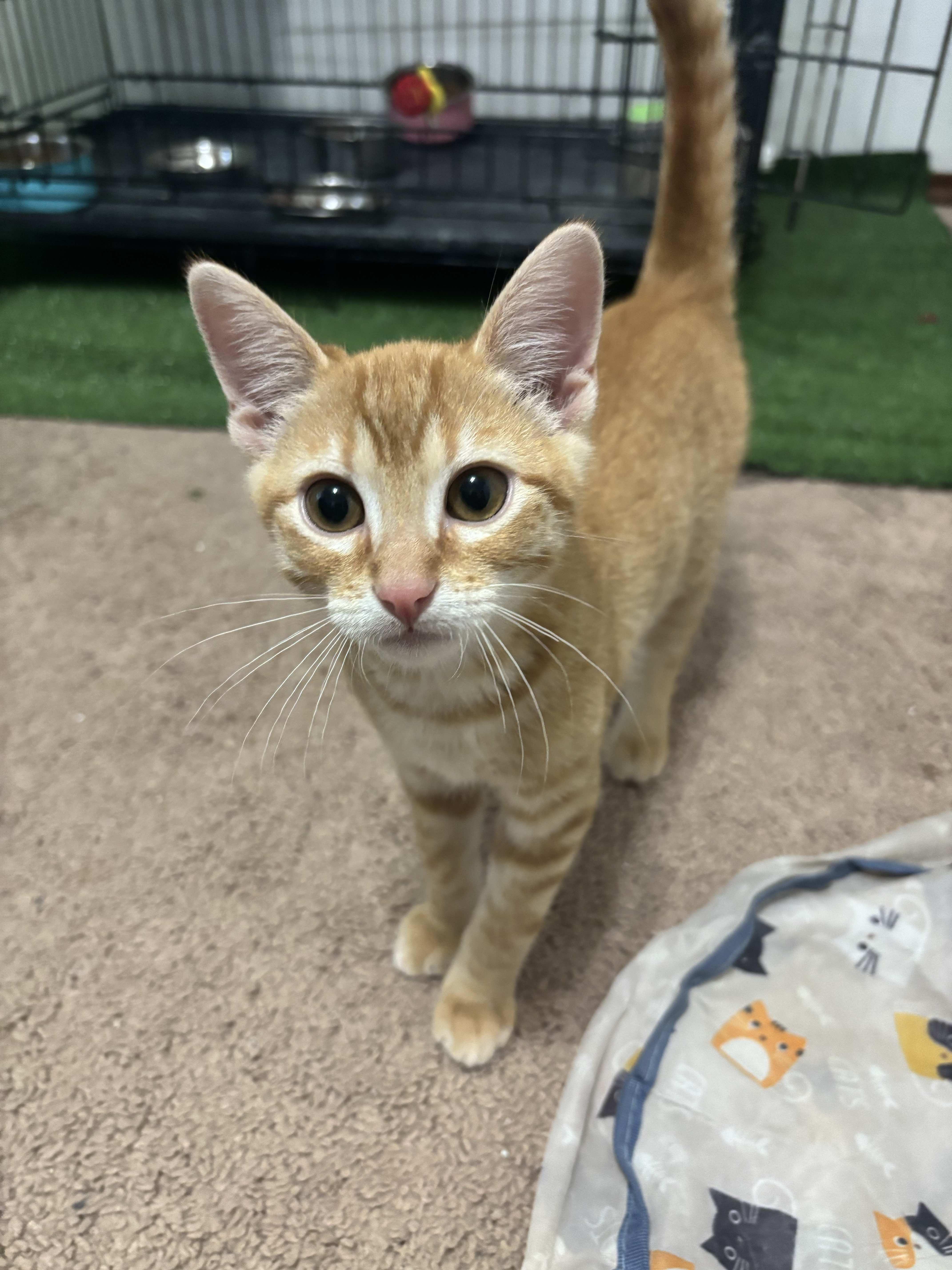 Leon (in Lubbock TX)