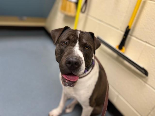 Enlarge FREYJA, a Adoptable mixed breed in Denver, CO image 1/1