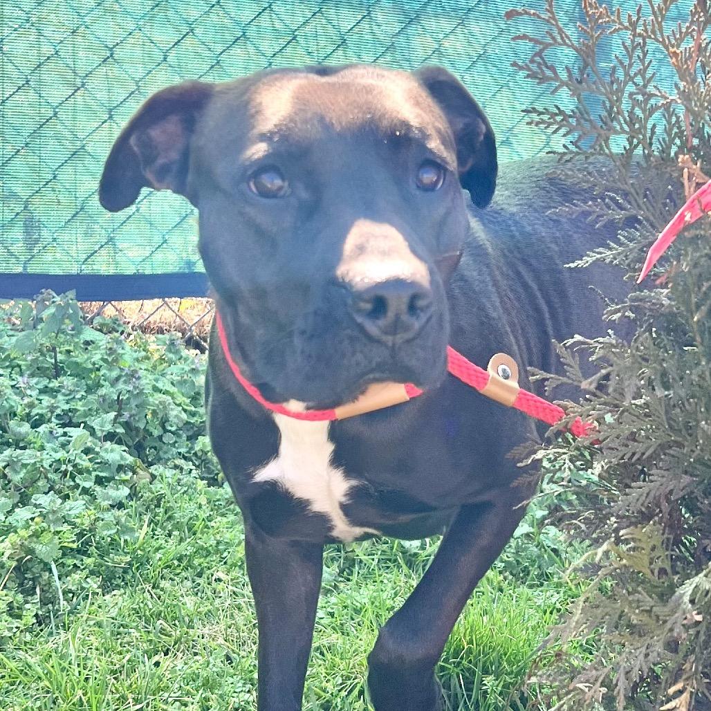 Maybelle, Adoptable, Adult Female Black Labrador Retriever & Mixed Breed.