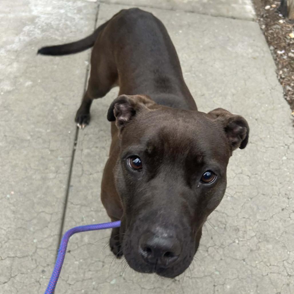 Enlarge Maybelle, a Adoptable mixed breed in Caryville, TN image 2/6