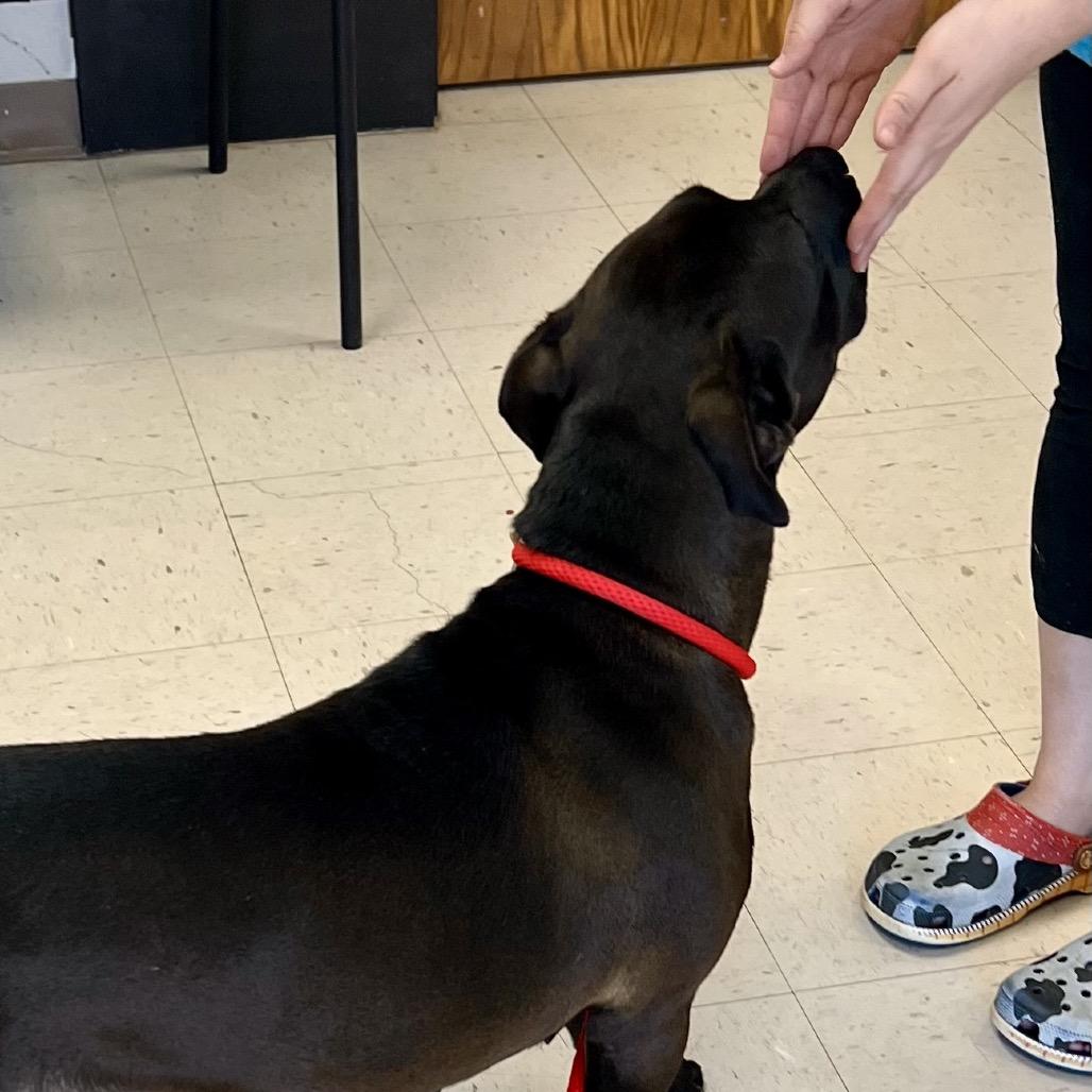 Enlarge Maybelle, a Adoptable mixed breed in Caryville, TN image 3/6