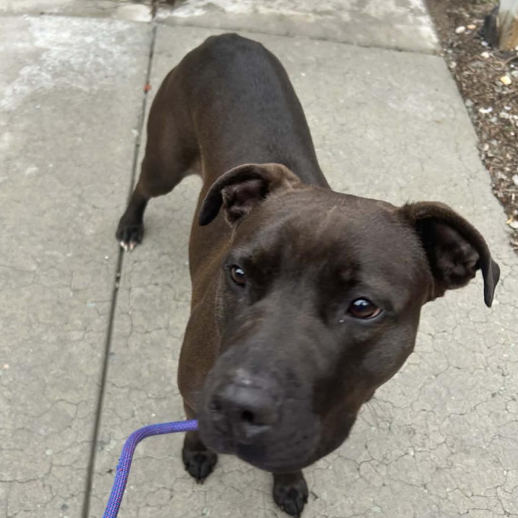 Enlarge Maybelle, a Adoptable mixed breed in Caryville, TN image 4/6