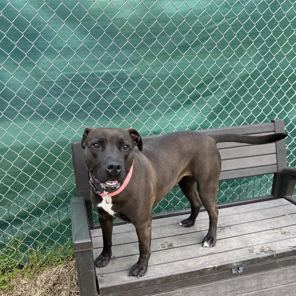Maybelle, a Adoptable mixed breed in Caryville, TN image 2/6