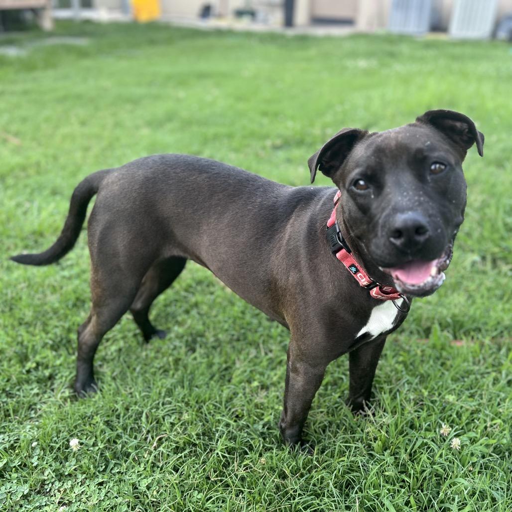 Enlarge Maybelle, a Adoptable mixed breed in Caryville, TN image 2/6