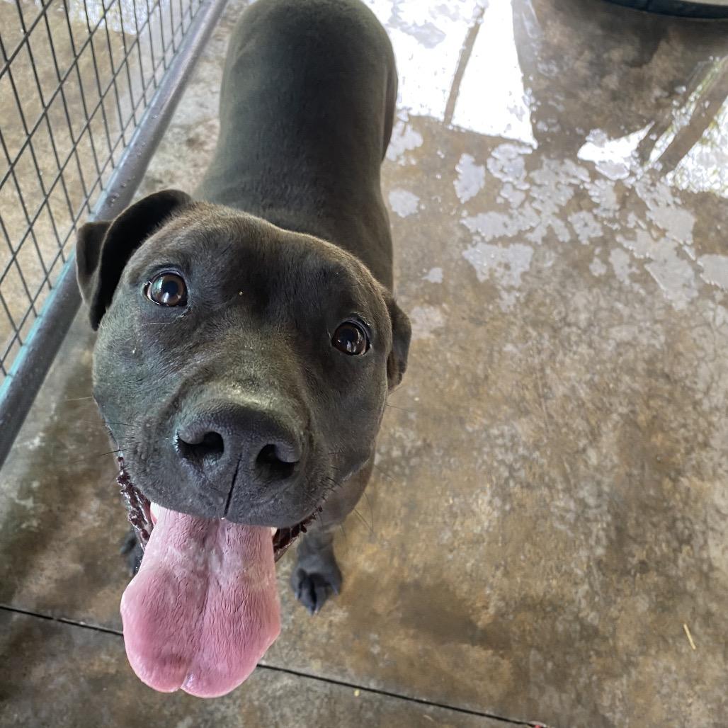 Enlarge Maybelle, a Adoptable mixed breed in Caryville, TN image 2/6