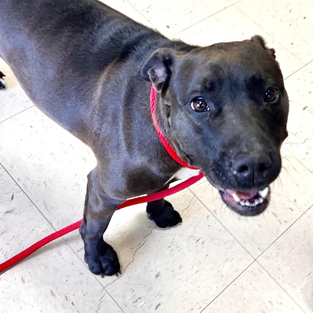 Enlarge Maybelle, a Adoptable mixed breed in Caryville, TN image 5/6