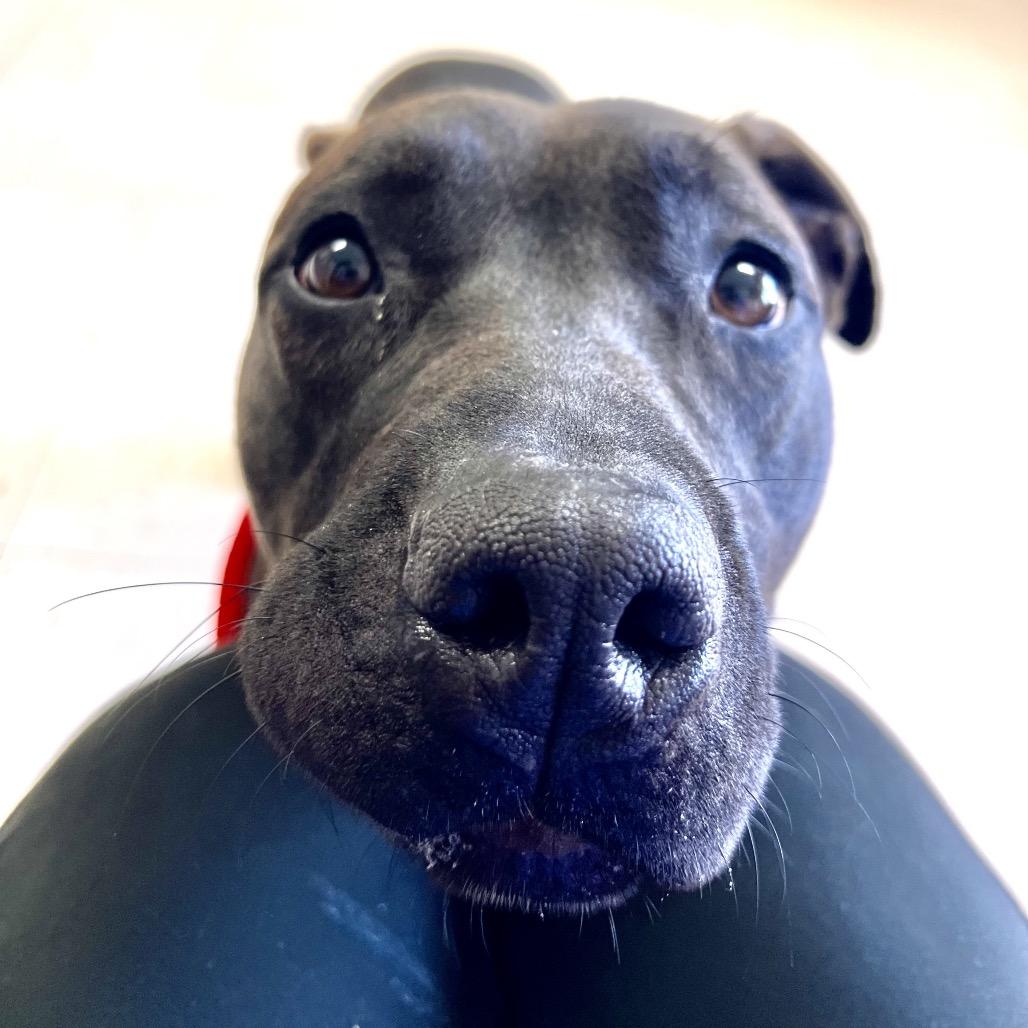 Enlarge Maybelle, a Adoptable mixed breed in Caryville, TN image 4/6