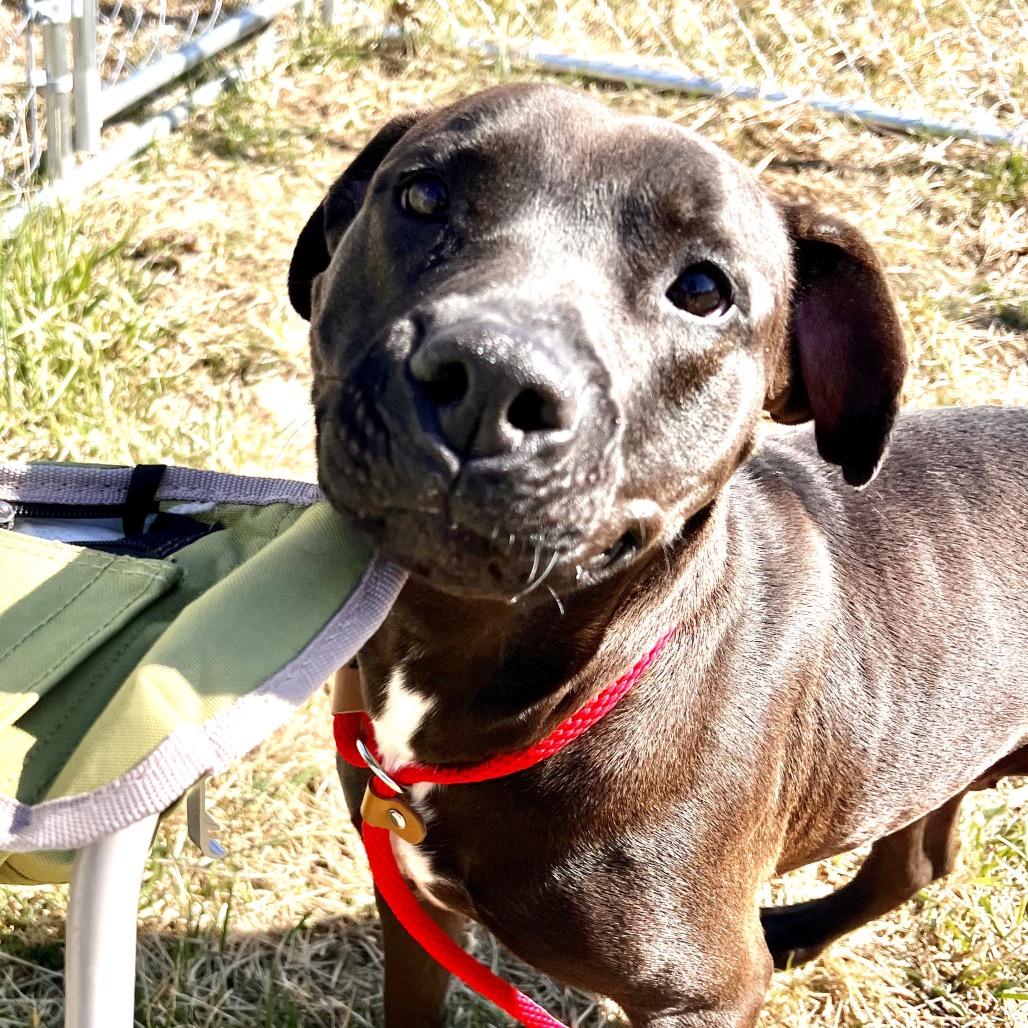 Enlarge Maybelle, a Adoptable mixed breed in Caryville, TN image 5/6
