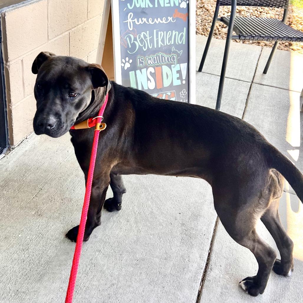 Enlarge Maybelle, a Adoptable mixed breed in Caryville, TN image 6/6