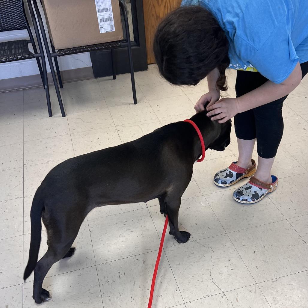 Enlarge Maybelle, a Adoptable mixed breed in Caryville, TN image 6/6