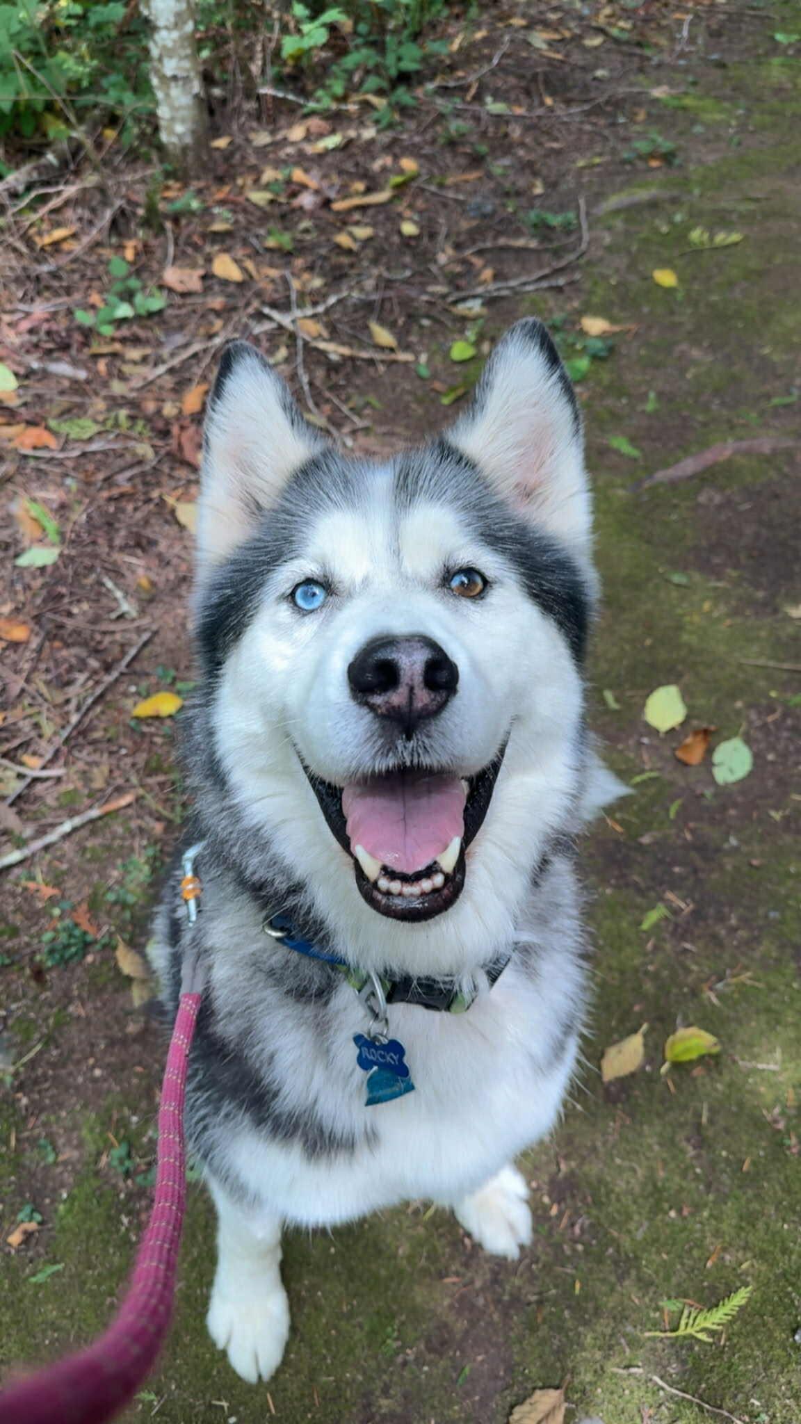 Rocky, Adoptable, Adult Male Husky.