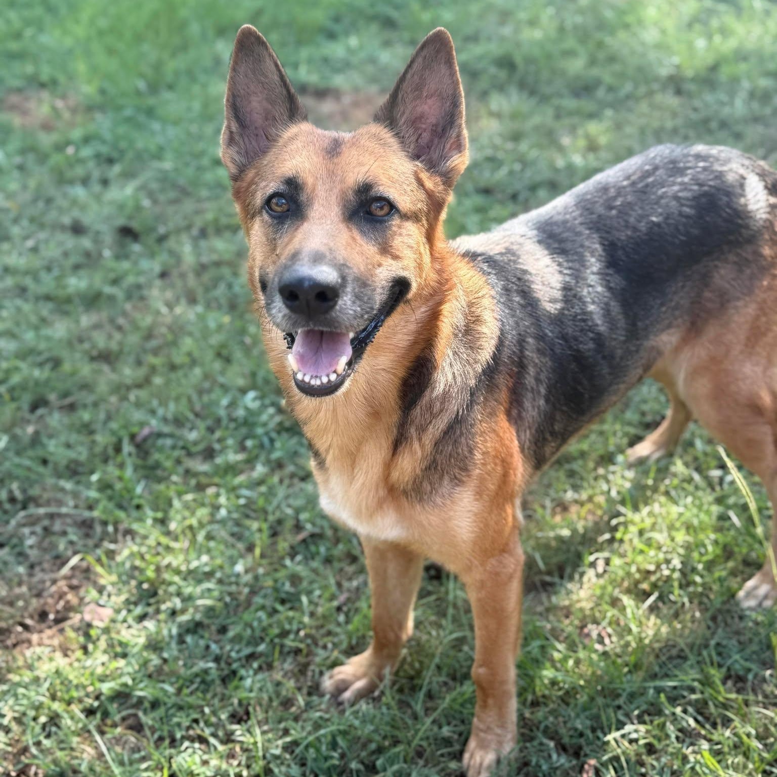 Enlarge Sasha, a Adoptable mixed breed in Missoula, MT image 2/6