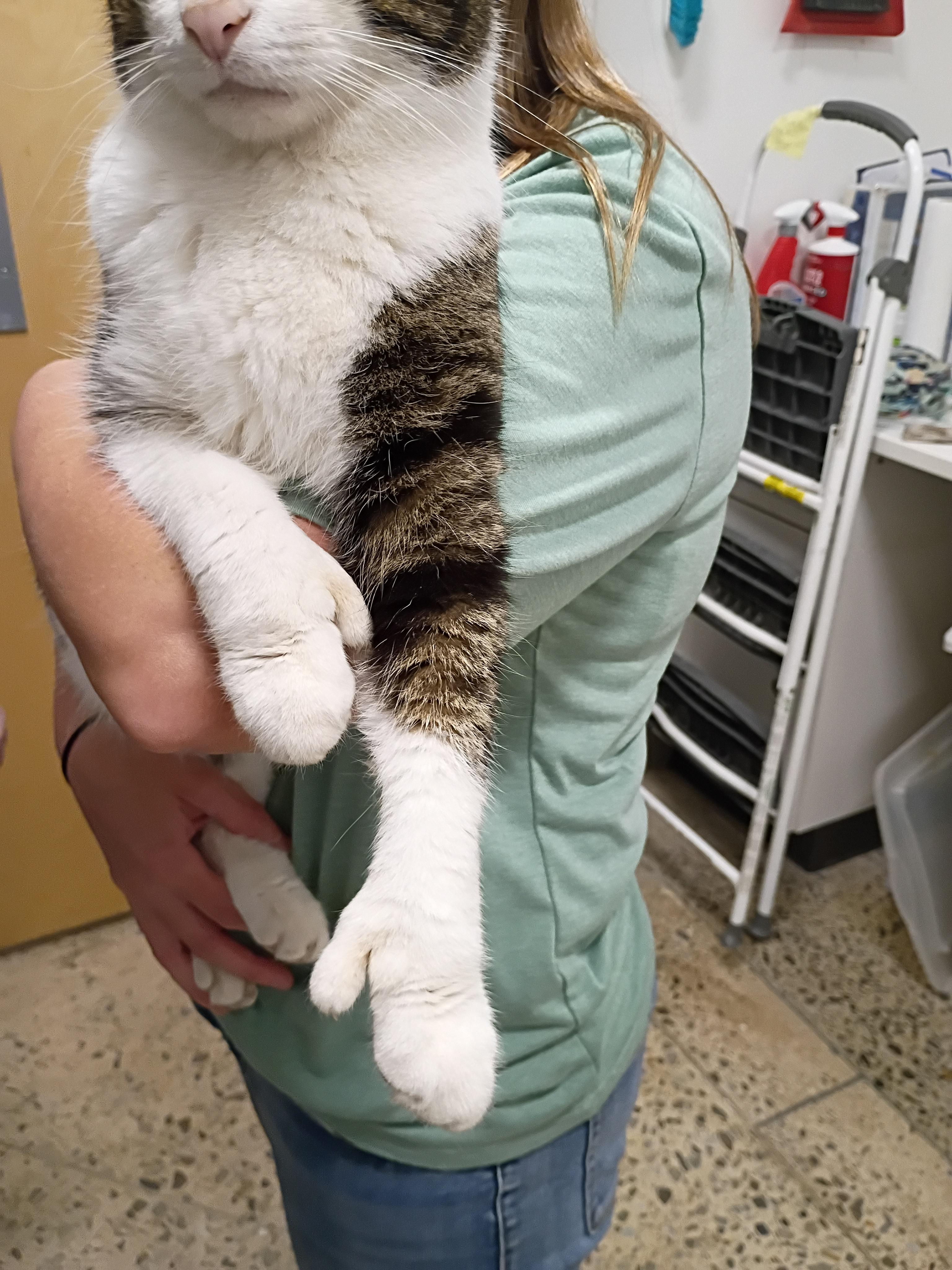 Enlarge Yeti - polydactyl, an adopted Domestic Short Hair in Hendersonville, TN image 2/2