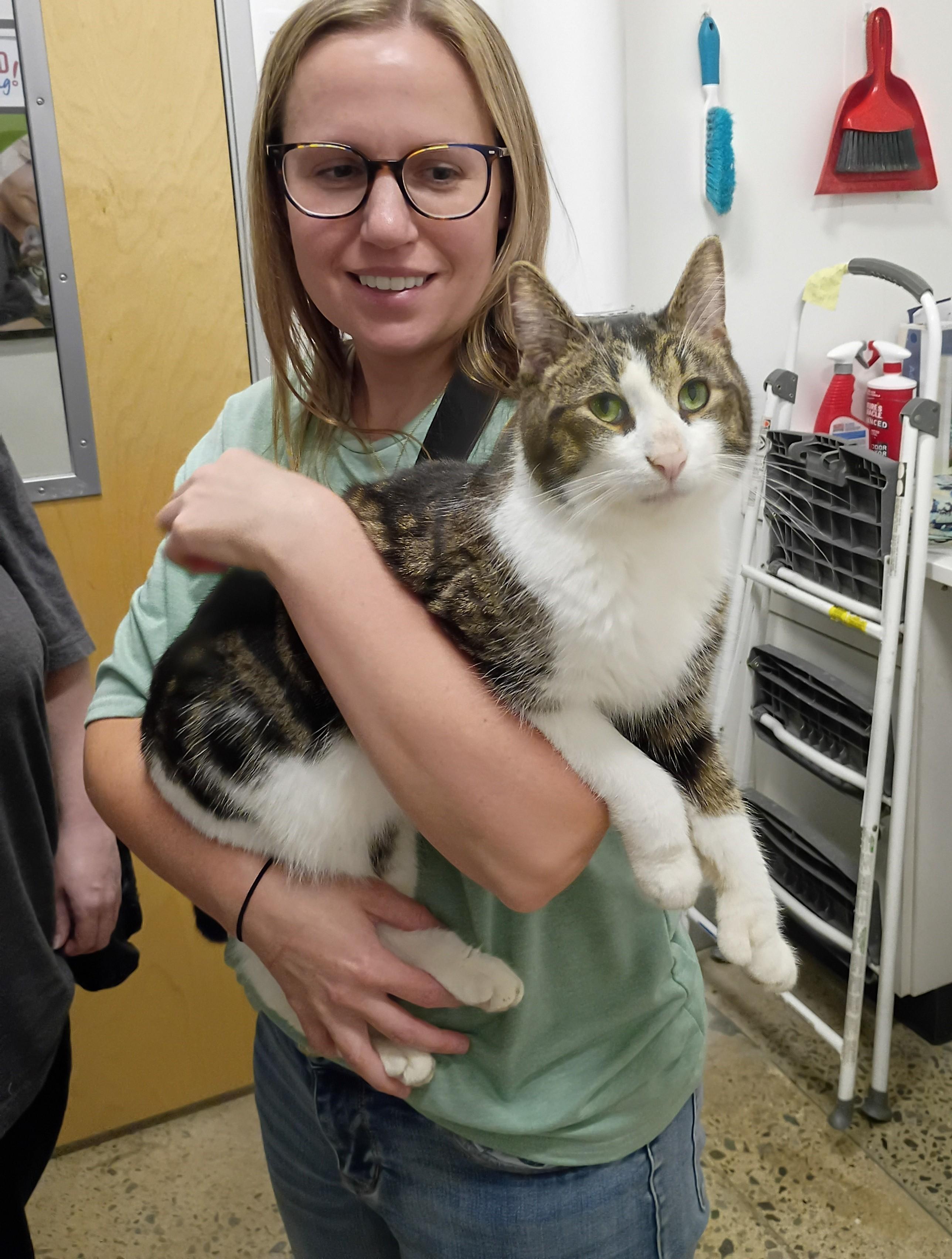 Yeti - polydactyl, adopted, Adult Male Domestic Short Hair.