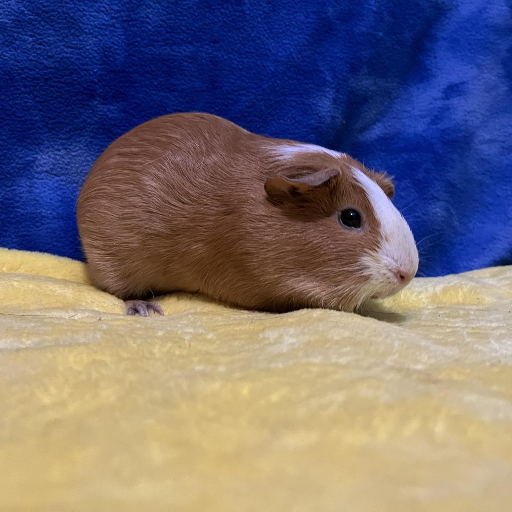 Ruby (bonded with Rosie), Adoptable, Young Female Guinea Pig.