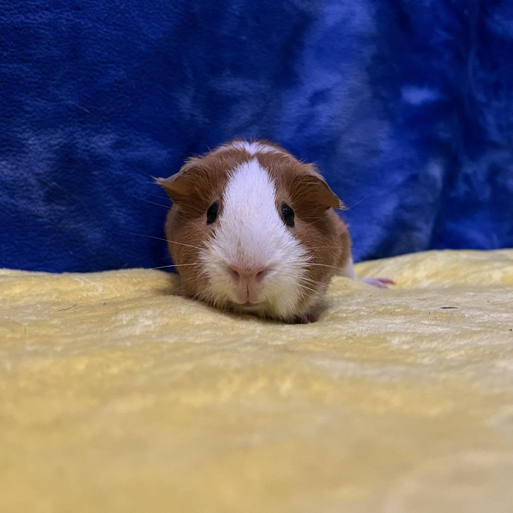 Ruby (bonded with Rosie), a Adoptable Guinea Pig in Decatur, GA image 2/5