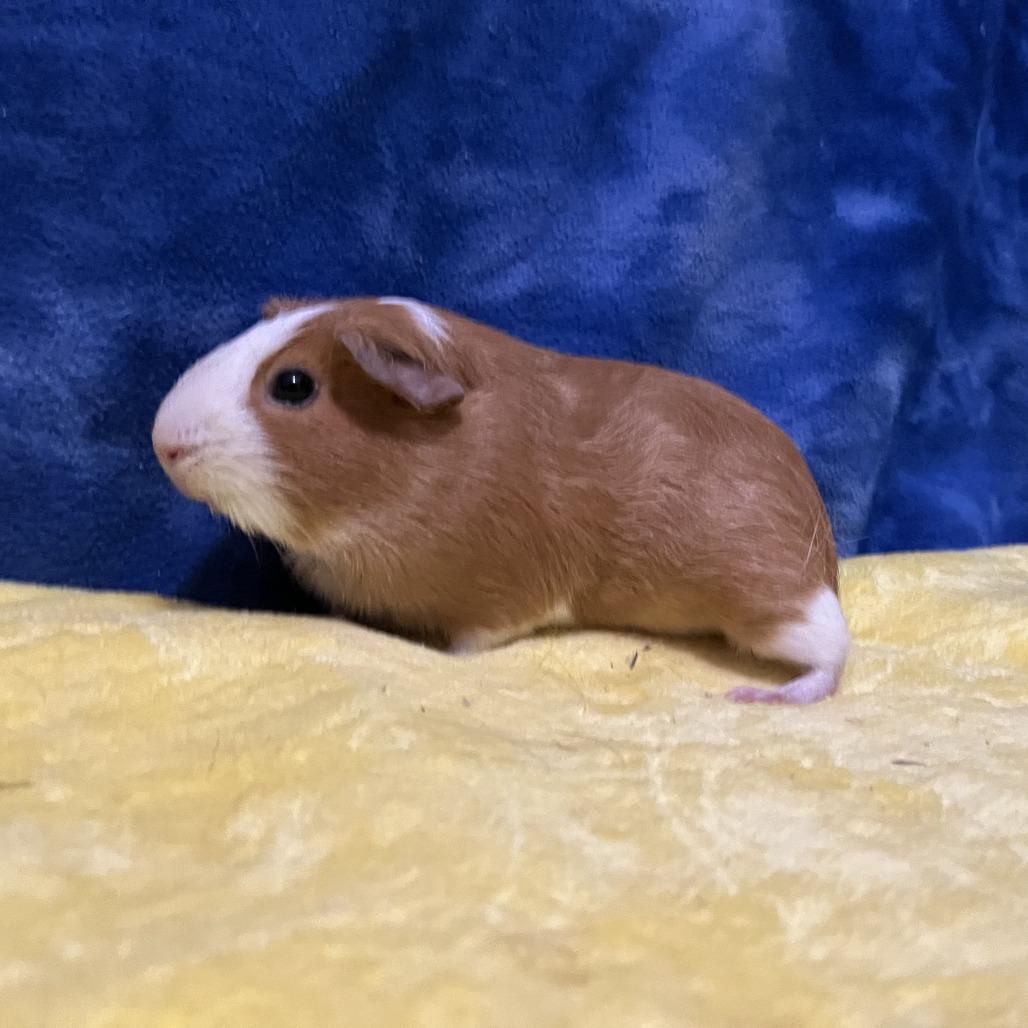 Ruby (bonded with Rosie), a Adoptable Guinea Pig in Decatur, GA image 3/5