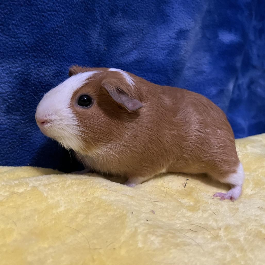 Ruby (bonded with Rosie), a Adoptable Guinea Pig in Decatur, GA image 4/5