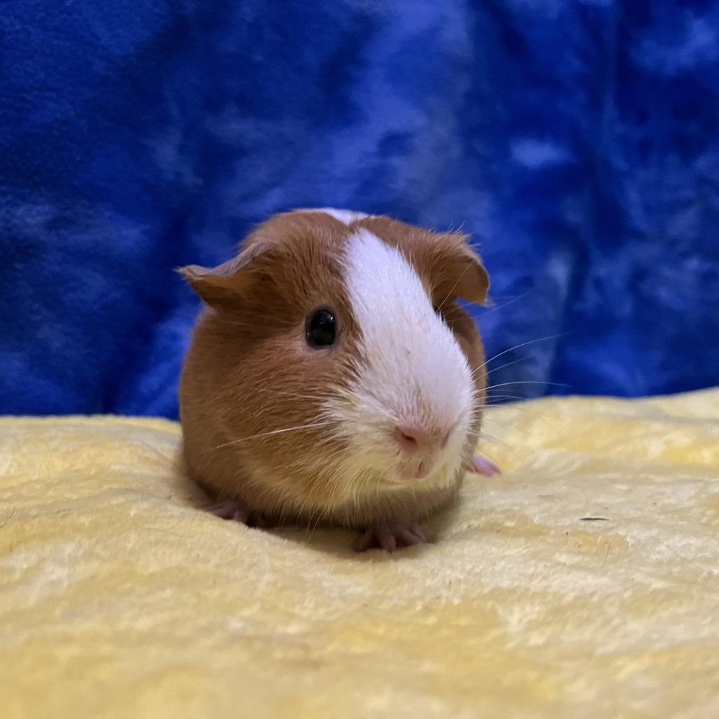 Ruby (bonded with Rosie), a Adoptable Guinea Pig in Decatur, GA image 5/5