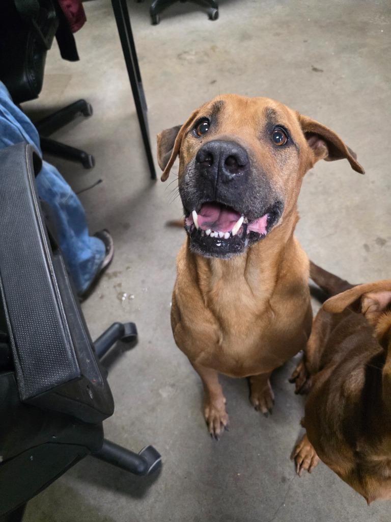 Crisp/ Duke, Adoptable, Adult Male Mixed Breed.