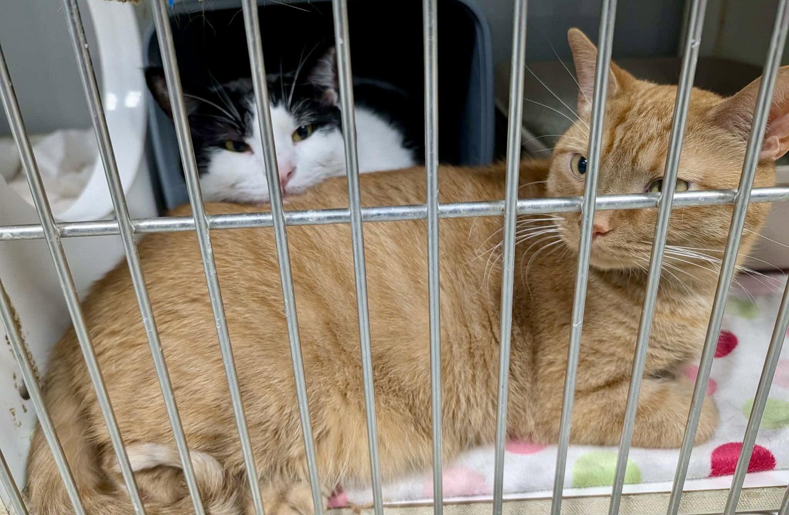Enlarge Bartholomew (Bonded w/Checkers), a Adopted Domestic Short Hair in Detroit Lakes, MN image 1/3