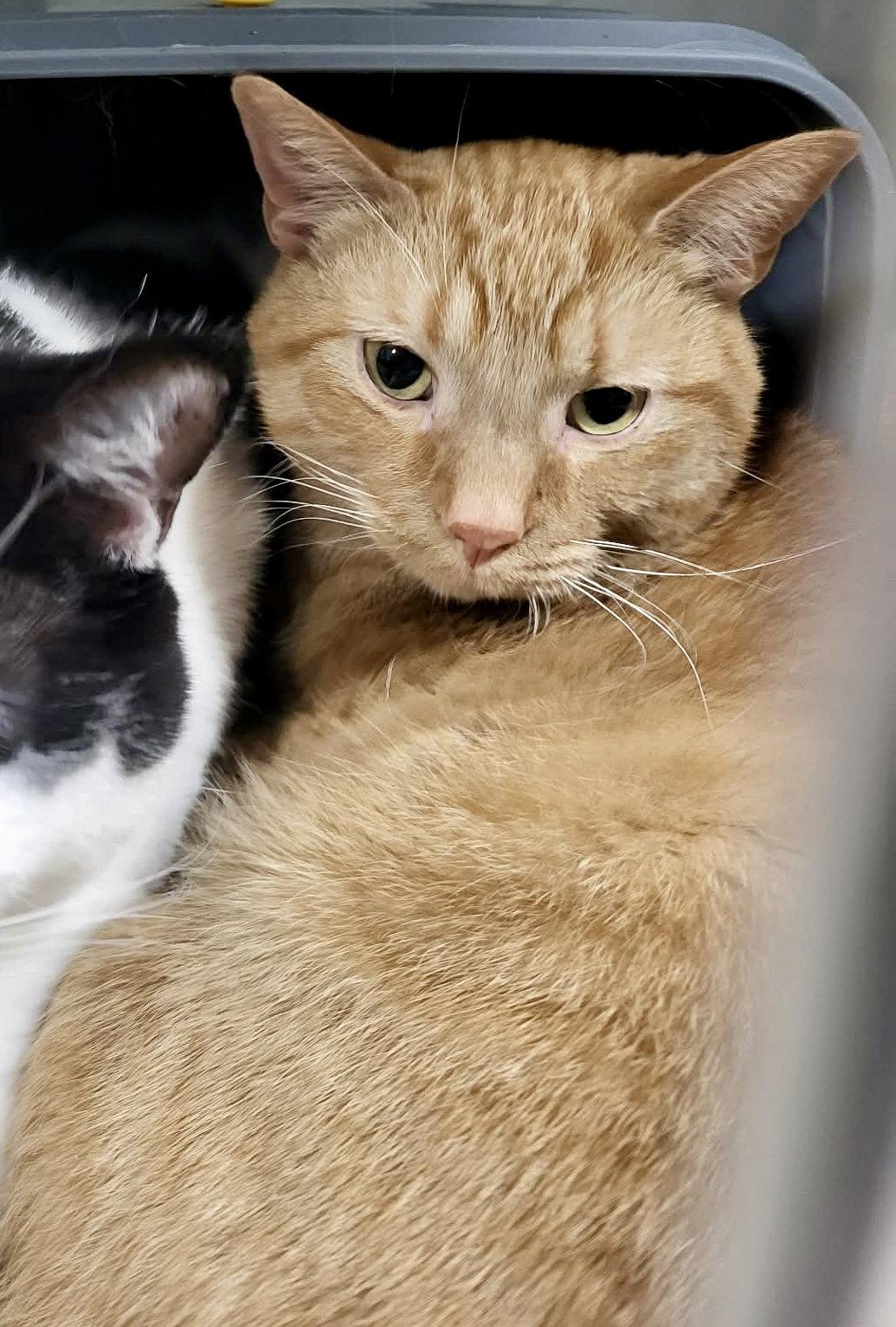 Bartholomew (Bonded w/Checkers), Adopted, Adult Male Domestic Short Hair.