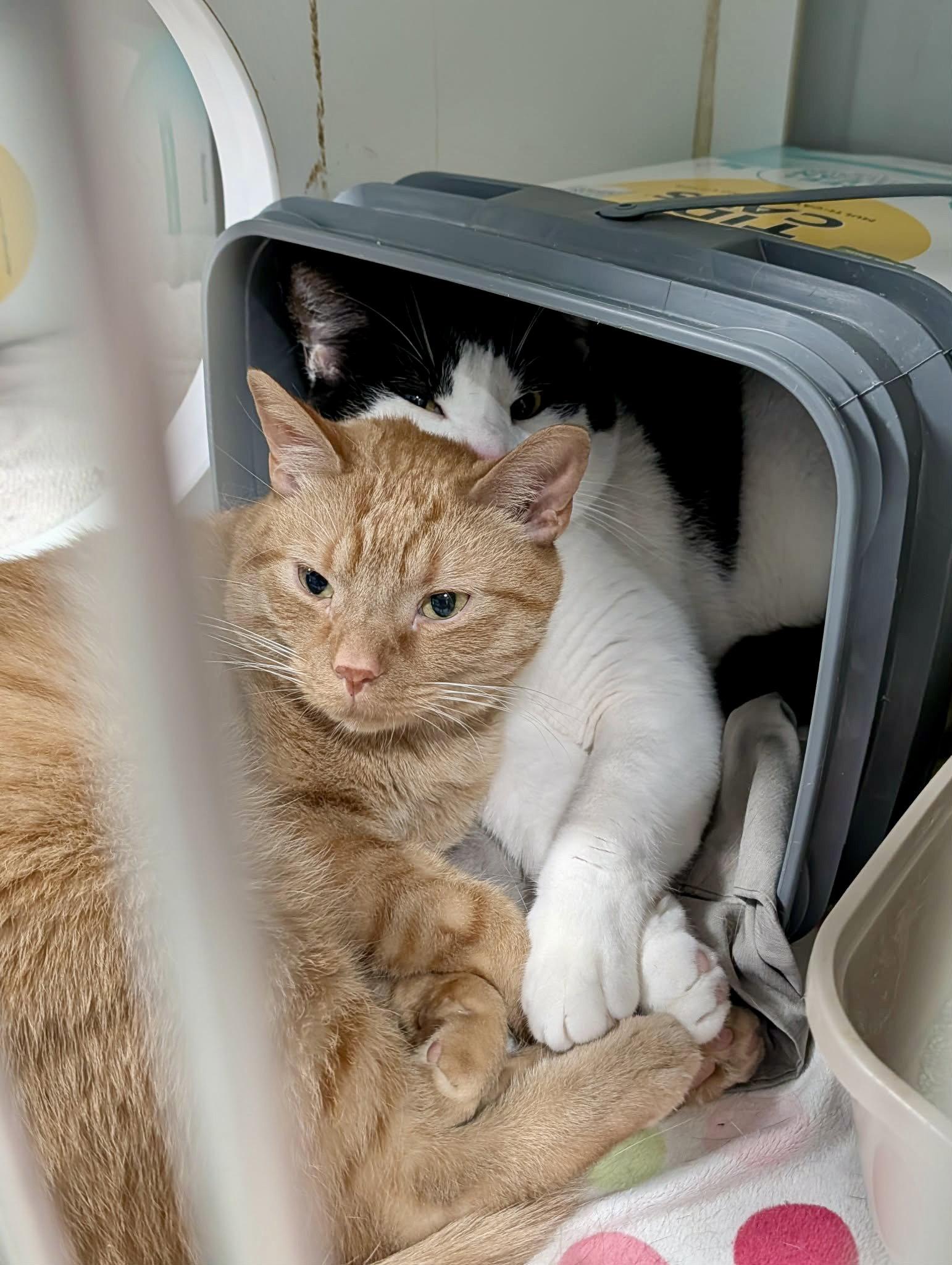 Enlarge Bartholomew (Bonded w/Checkers), a Adopted Domestic Short Hair in Detroit Lakes, MN image 2/3