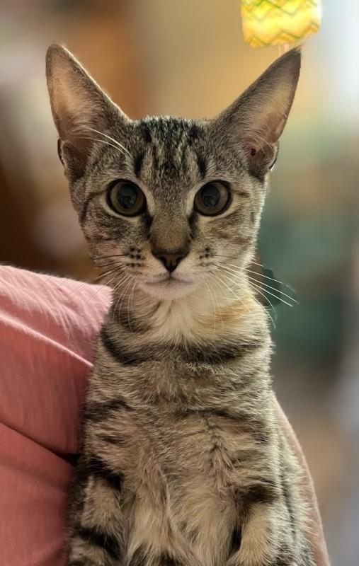 Enlarge Garby, a Adopted Domestic Short Hair in Julian, PA image 1/2