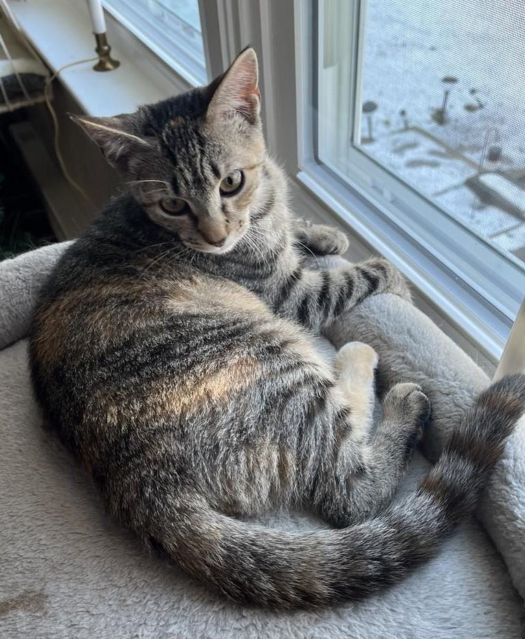 Enlarge Garby, a Adopted Domestic Short Hair in Julian, PA image 2/2