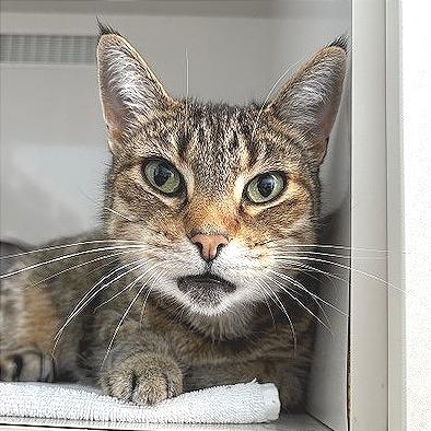 Lilly, Adoptable, Senior Female Domestic Short Hair.