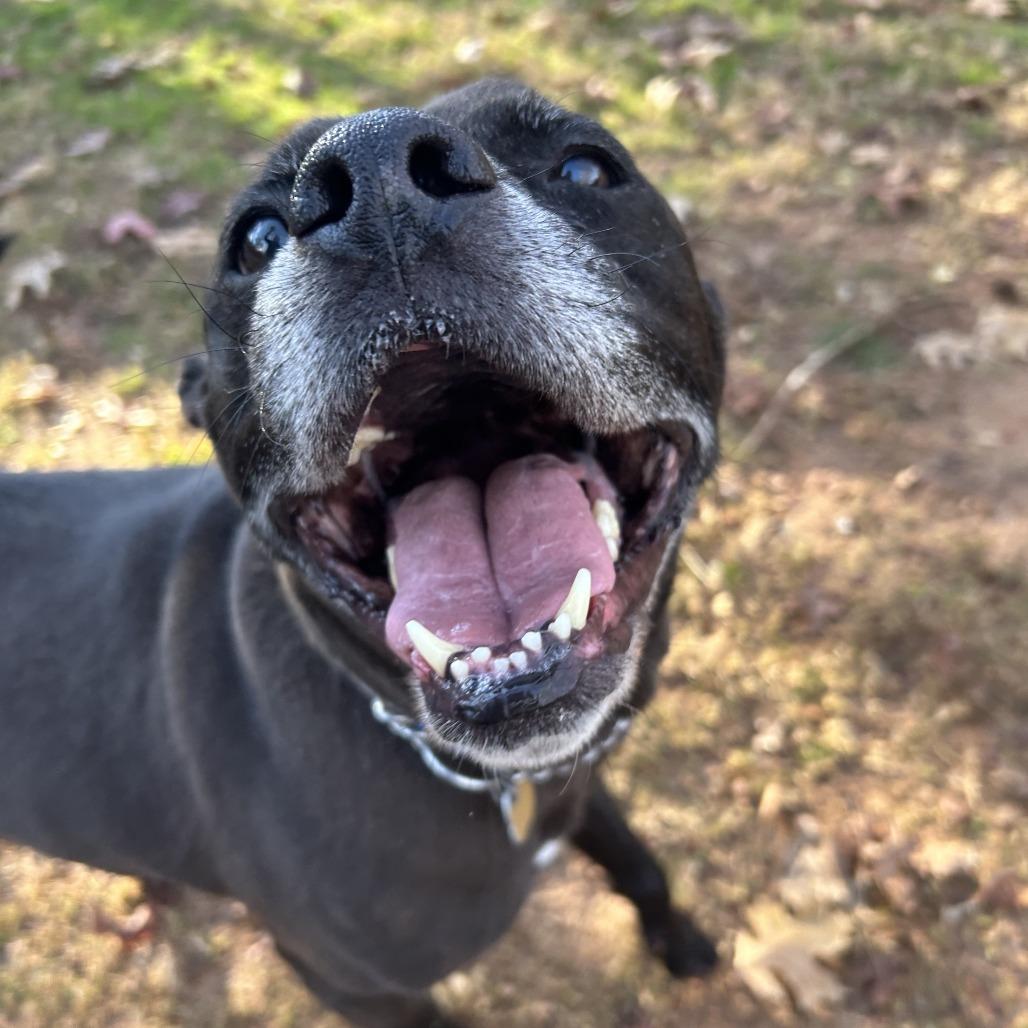 Enlarge Henry, a Adoptable Mixed Breed in Auburn, AL image 1/6