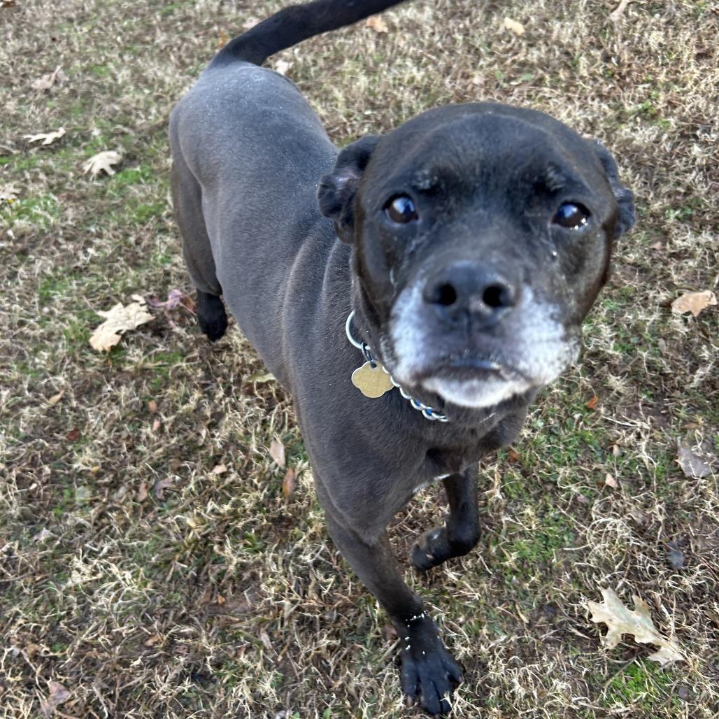 Enlarge Henry, a Adoptable Mixed Breed in Auburn, AL image 2/6
